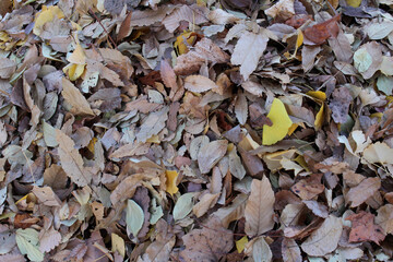 Close up of colorful fallen leaves on the ground in fall forest. Pile of autumn leaves background.