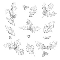 Mini compositions for decoration with oak leaves and acorns on a white background. Oak, foliage, family tree, oak bark, medicines, family, genus, history. Pencil drawing, botanical illustration
