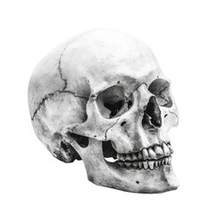 Obraz premium A grayscale image of a human skull with visible sutures and teeth on a black background showing detail