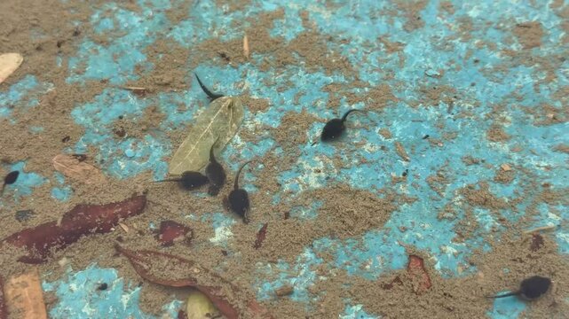 Basra, Iraq - April 01, 2025: Tadpoles swimming in shallow muddy water pool

