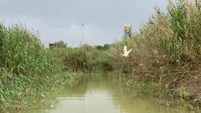 Narrow water canal through dense reed marshes