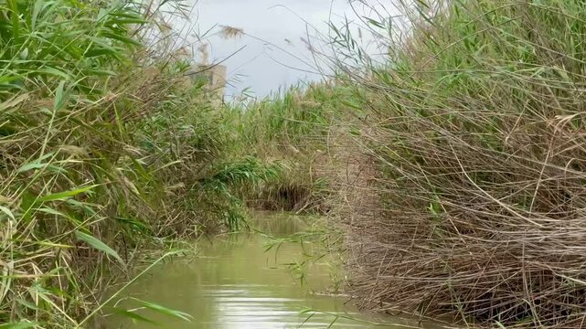 Narrow water canal through dense reed marshes