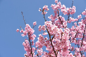 河津桜