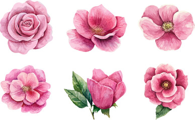 Classic Watercolor Pink Rose Flower Art