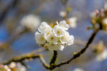 Selective focus of white Prunus avium flowers, Beautiful wild cherry blossom in spring, Prunus is a genus of tree and shrubs in the flowering plant family Rosaceae, Nature wallpaper, Floral background
