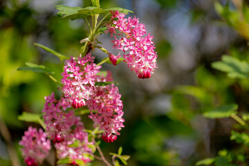Selective focus of Ribes sanguineum flowers with green leaves in garden and sunlight, Red pink ribes or redflower currant is a flowering plant in the family Grossulariaceae, Natural floral background.