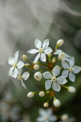 Fototapeta premium Tranquil scene of pure white jasmine flowers accompanied by a misty background 