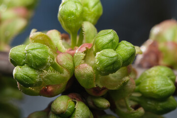 New buds of spring bloom on vibrant green foliage
