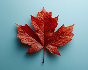 Red maple leaf on blue background, autumn flat lay arrangement for thanksgiving day graphic, nature design, october card, seasonal paper art, thanksgiving memory card