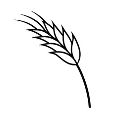 barley of wheat