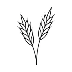 oats of wheat isolated