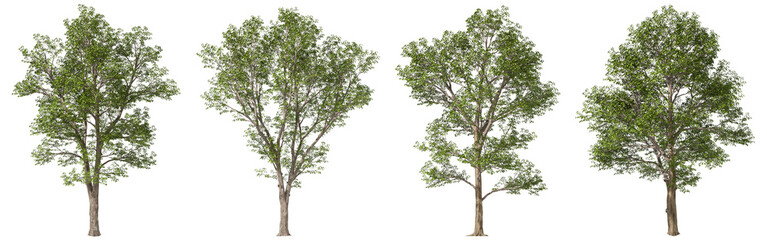 Cutout forestry trees botanical set on transparent backgrounds 3d render png