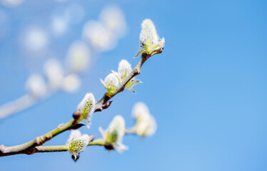 Branch of fluffy verba. Beautiful white willow flowers branches.