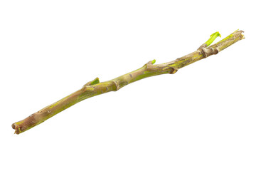 Green vine cutting resting on a clean surface, showcasing nature's resilience and growth potential