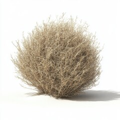 Tumbleweed in the desert on white background with soft shadow conveys arid climate and western landscape