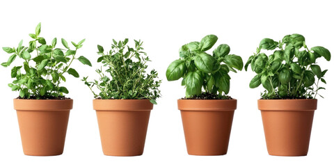 Fresh Herb Pots on transparent background © Tanjil