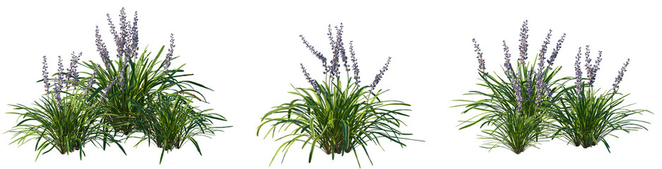 Set of Liriope muscari Variegata (Variegated Lily Turf) frontal isolated png on a transparent...