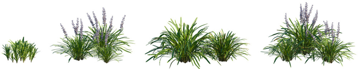 Set of Liriope muscari Variegata (Variegated Lily Turf) frontal isolated png on a transparent...