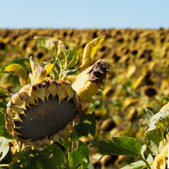 A close-up of a wilted ripe sunflower in a field of sunflowers, showing rich yellows and greens. The vibrant colors contrast against a clear sky, capturing the essence of a sunny day