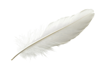 A delicate white feather resting gently against a pristine backdrop, evoking purity and calmness