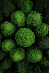 Lush Nordic pine trees create an organic landscape in summer beauty from a bird's-eye view