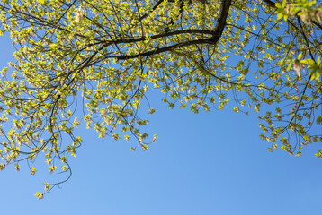 Young flowering branches of maple against the sky, early spring, flowering of wind-pollinated plants
