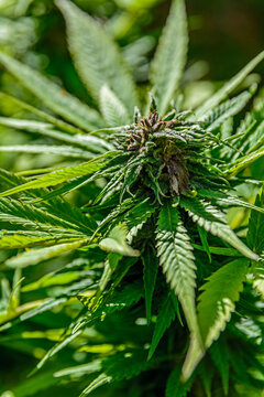 Cannabis flowers