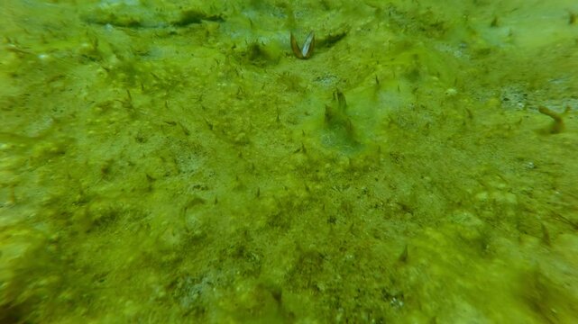 Close-up of the seabed covered with a continuous layer of colonial form Cyanobacteria, blue-green algae, Camera moves forward over green sea bottom