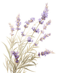 Fototapeta premium Floral flower vector Illustrations on white background