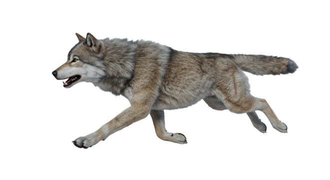 Wolf Running in Dynamic Motion Captured with Realistic Detail and Vivid Fur Textures