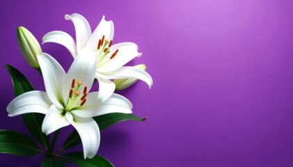 Naklejka premium Elegant white lilies overhead, vibrant purple backdrop Postcard style , texture, botanical