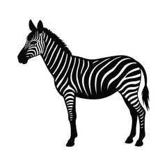 Obraz premium zebra isolated on white