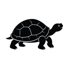 turtle isolated on white