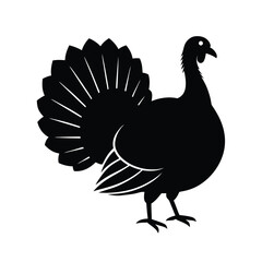 black and white turkey