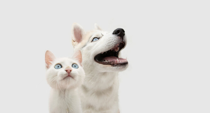 Portrait two pets. Cat and dog puppy looking up with blue yes. Isolated on whote or grey backgorund