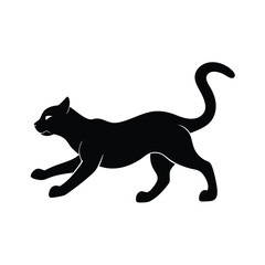 black cat on white background