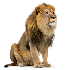 Obraz premium lion isolated on white background