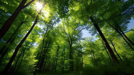 Naklejka premium A Lush Green Forest With Tall Trees