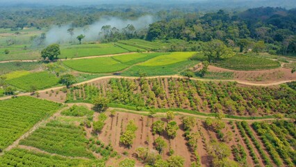Aerial view of a field with crops growing, suitable for use in agriculture or nature-related contexts