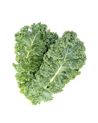 Fresh Curly Kale or leaf cabbage The Queen of greens Vegetables Superfood isolated on white background.