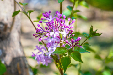 lilac flowers in the garden