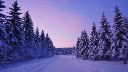 Obraz premium A snowy road surrounded by trees in a peaceful forest setting, suitable for winter scenes and outdoorsy concepts
