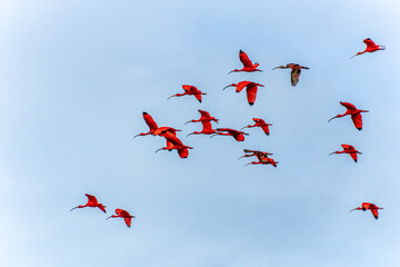 Scarlet ibis flying back home to their sleeping place, Revoada dos guaras on the Delta of the...