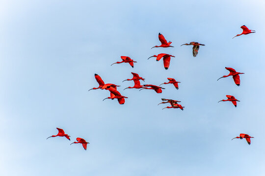 Scarlet ibis flying back home to their sleeping place, Revoada dos guaras on the Delta of the Parnaiba River in Brazil
