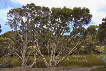 Eucalyptus trees at Inman River in Victor Harbor, South Australia, Australia
