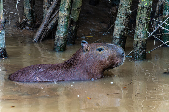 Capybara, Hydrochoerus hydrochaeris at the Igarape do Urubu River, Delta das Americas to Ilha das Canarias, Brazil. South America