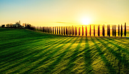 A cypress tree alley in the sunrise light, Orcia valley, Tuscany, Italy