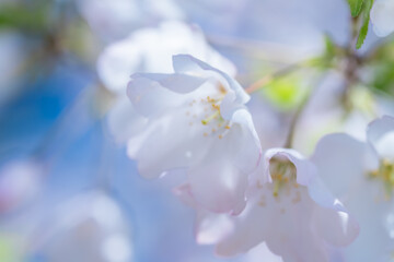 2025年の有栖川宮記念公園に咲く桜の花
