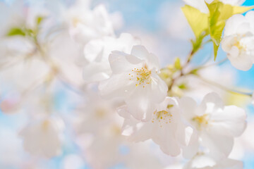 2025年の有栖川宮記念公園に咲く桜の花