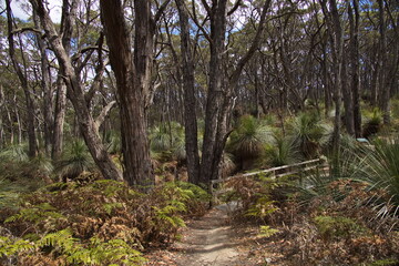 Footbridge on Stringybark Loop Walk in Deep Creek National Park, South Australia, Australia
